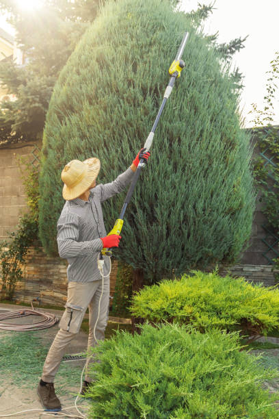 Best Tree Removal Services  in Geneva, OH